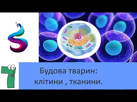 Видео: Будова тварин: клітини , тканини.