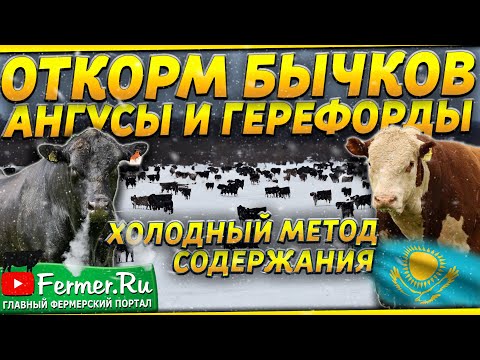 Видео: 5000 бычков на холодном откорме без навесов|Абердин-Ангус и Герефорд|Привес до 2,5 килограмм в сутки