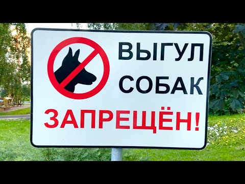 Видео: Негде гулять с собакой. Перекрыли кислород. Делают замечания. Новая машина шикарном цвете