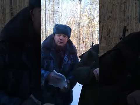 Видео: Наглые егеря