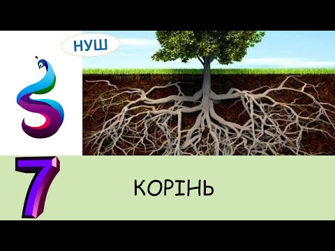 Видео: КОРІНЬ. Будова кореня.