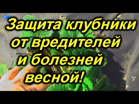 Видео: Первая весенняя защита клубники от вредителей и болезней.