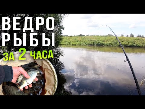 Видео: Ловля фидером на реке, нашли самое рыбное место на Свислочи