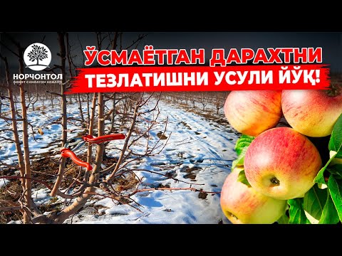 Видео: ОЛМАДА ҚАЧОН "СОЛКАШЛИК" БЎЛАДИ ? | ШУҲРАТ АБРОРОВ #shuhratabrorov #uzbekistan