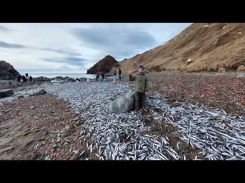 Видео: Сахалин. Александровск-Сахалинский район. Марк и все мы собираем мойву у Трёх сестёр