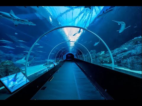 Видео: 6.08.2024 Поехали в большущий аквариум в Антальи. Фаер шоу