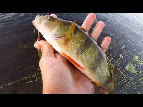 Видео: Спиннинг! Береговая рыбалка. Эта Приманка Реально ЛОВИТ ВЕЗДЕ!!!