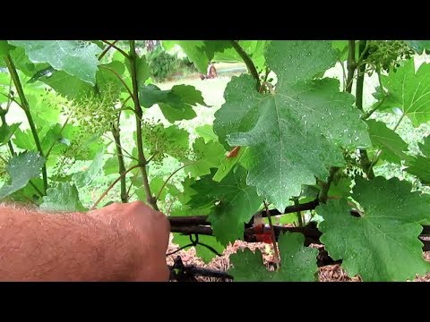 Видео: 🔴🔴Важные работы после цветения винограда.