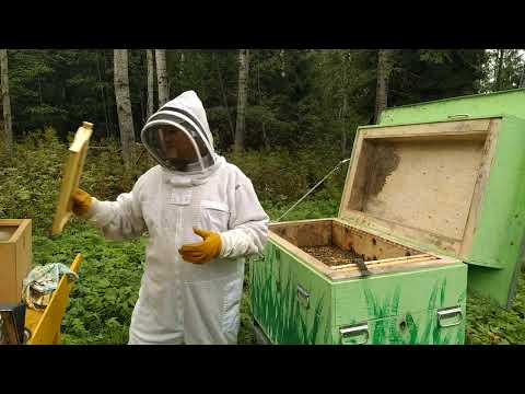 Видео: 23 августа 2024 г.