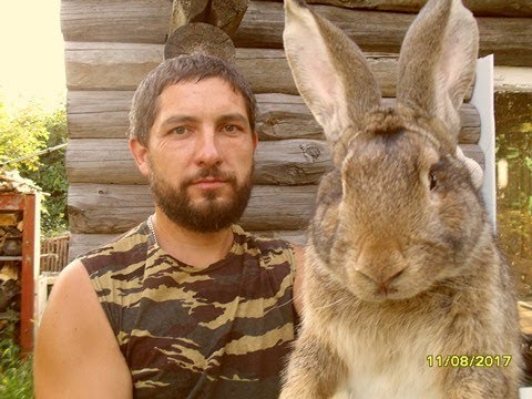 Видео: Фландр, Ризен, Серый великан (Вес, окраска, плодовитость.)