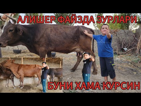 Видео: 3 БОШЛИГ СИГИРЛАР ЭНДИ АЛИШЕР ФАЙЗДА БУГОЗДИ ПУЛИГА БУЛДИ БУ МОЛАР БУГУН 