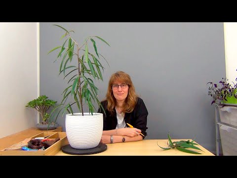 Видео: Формирование фикуса Али, вариант 1 (ч.2).