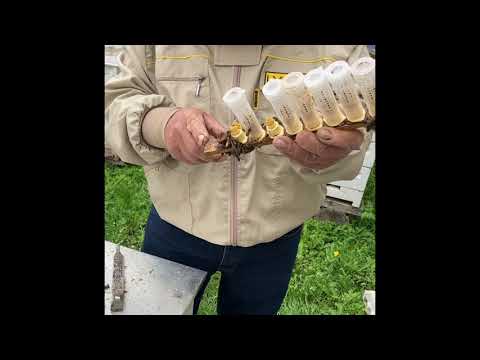 Видео: На пасеке у Ивана Стоянова, содержание в 8 рамочных рогатых ульях на 145 рамке. Часть вторая