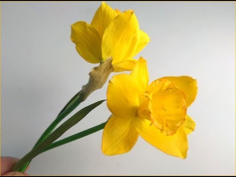 Видео: МК Нарцисс из фоамрирана Handmade Narcissus