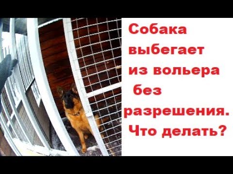 Видео: Удержание собаки в вольере. Дрессировка собак команда "Место".