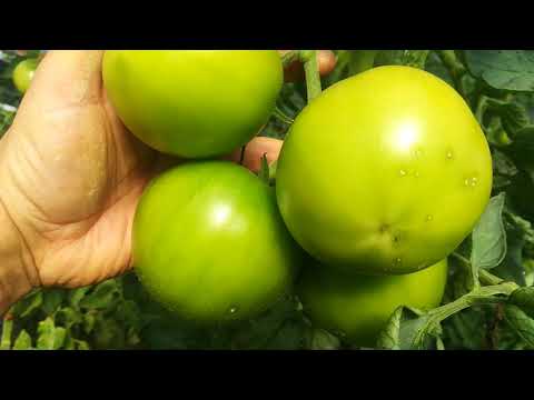 Видео: Ранните домати в края на август