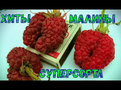 Видео: Малина ХИТЫ  Суперсорта  Лучшая летняя, ремонтантная