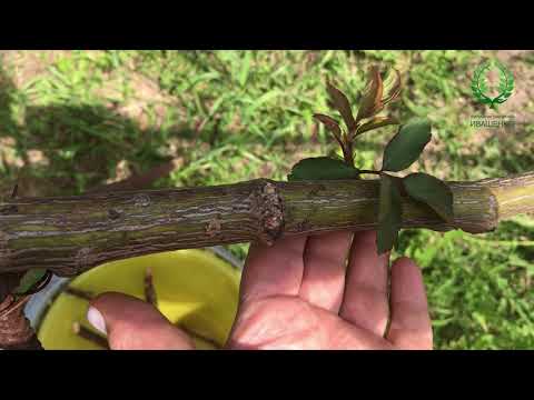 Видео: Реанимация роз  Результаты реанимации Штамбовых и других роз