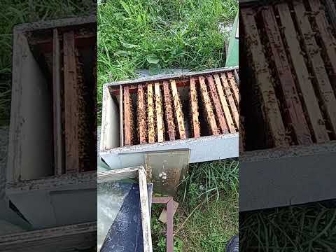 Видео: КАЛЕНОВ И СТРАННОЕ.