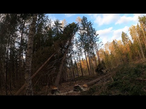 Видео: Лесозаготовка от А до Я. КАК ДЕЛАТЬ  НЕЛЬЗЯ!!!