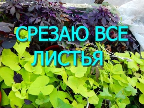 Видео: КАК ПОДГОТОВИТЬ ИПОМЕЮ БАТАТ К  ЗИМОВКЕ..