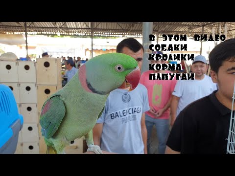Видео: Тошкент қуш бозори: II Птичий рынок Ташкент кролики, ежи, попугаи, птицы (funny animals )