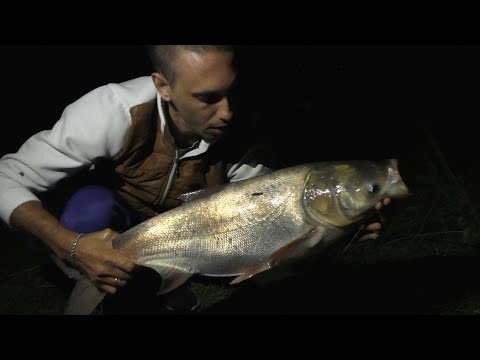Видео: Ждали КАРПА - А поймали ТОЛСТОЛОБИКОВ