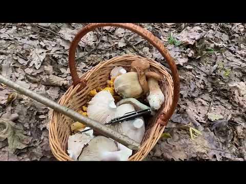 Видео: Гриби Шукати Треба в Покинутих Лісах..там обов’язково ЗНАЙДЕШ!!! Де Валідо-л-Л!!!!….
