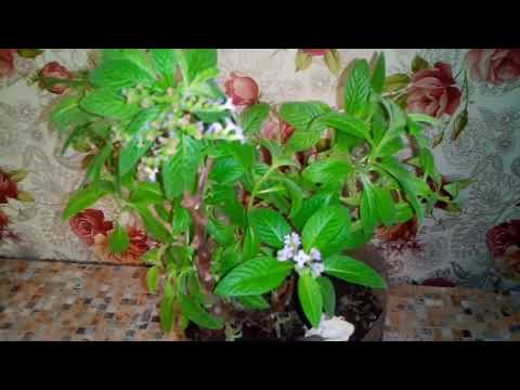 Видео: Размножение гелиотропа черенкованием.