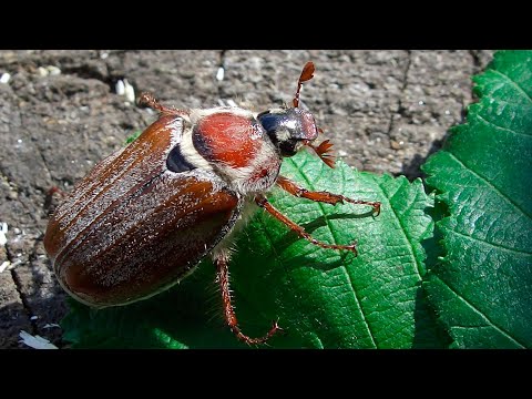Видео: МАЙСКИЙ ЖУК или ХРУЩ - злостный вредитель для садовых растений. Любит свет и хорошенько поесть!