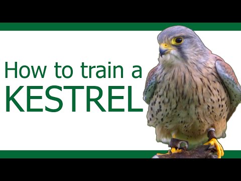 Видео: Как тренировать пустельгу | Часть 1