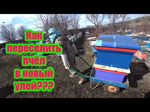 Видео: КАК ПЕРЕСЕЛИТЬ ЗИМОВАЛУЮ ПЧЕЛОСЕМЬЮ В НОВЫЙ УЛЕЙ
