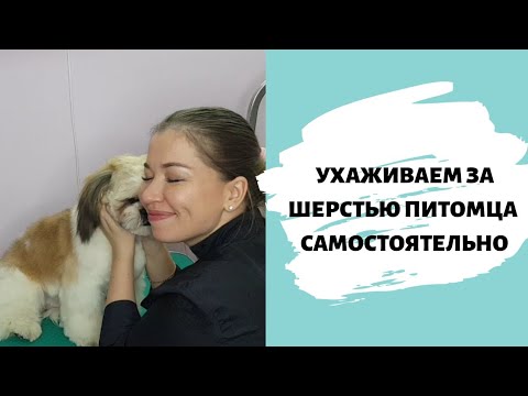 Видео: КАК ПРИВЕСТИ СОБАКУ В ПОРЯДОК САМОСТОЯТЕЛЬНО? Покажу на примере шит-цу.