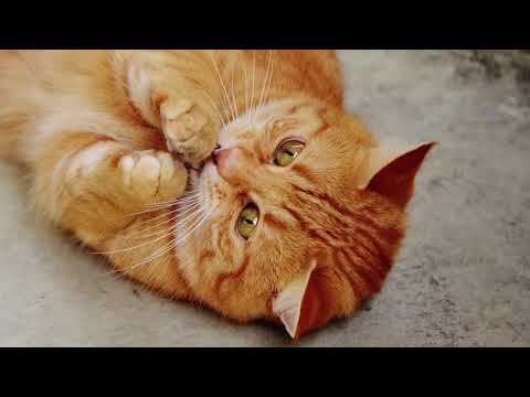 Видео: лечебное кошачье мурлыканье для сна | звук урчание кошки  асмр      cat asmr