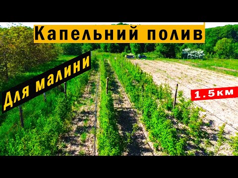 Видео: Зробив КАПЕЛЬНИЙ полив на ДІЛЯНЦІ🔥Як там МАЛИНА?🧨