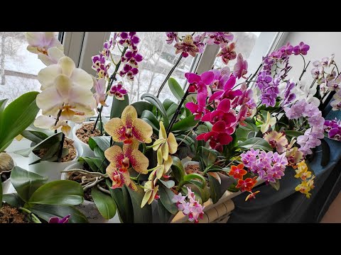 Видео: ОРХИДЕИ ЦВЕТУТ Orchids Miki Crown, Sogo Relex, Sweet girl, Phantom, Charmer, Cleopatra, Panda, Luis