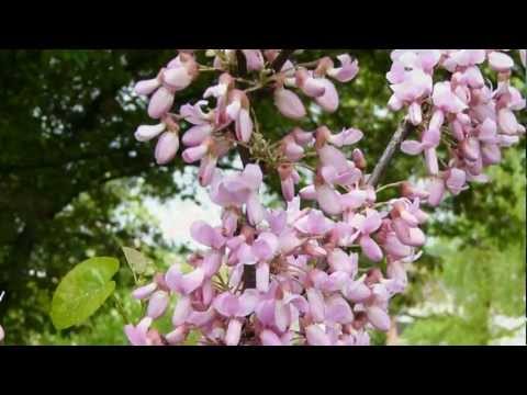 Видео: Людмила Сенчина, романс из к/ф "Дни Турбиных" - Белой акации гроздья душистые (М. Л. Матусовский)