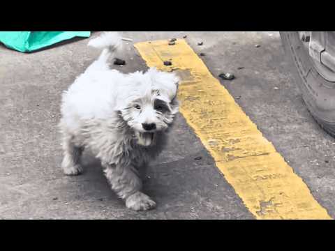 Видео: «Привет». Больная бездомная собака подходила ко всем, умоляя о спасении