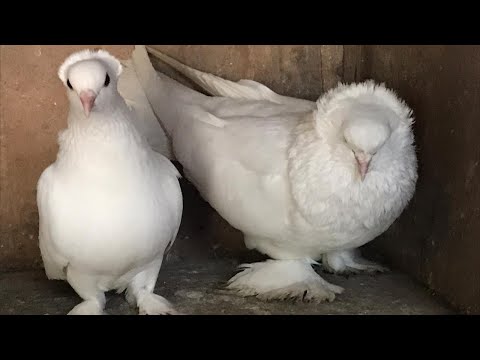 Видео: Бойные Голуби 🕊Эксперимент Грузинский и Ленинаканский #pigeon #georgian #աղավնիներ #бойныеголуби