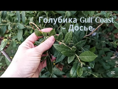 Видео: Какой выбрать сорт?! 🫐 Голубика Gulf Coast в Израиле — Лучшие южные сорта для жаркого климата