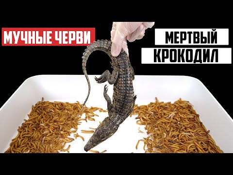 Видео: ЧТО БУДЕТ ЕСЛИ ОПУСТИТЬ МЕРТВОГО КРОКОДИЛА К 10 000 МУЧНЫХ ЧЕРВЕЙ? МЕРТВЫЙ КРОКОДИЛ VS МУЧНЫЕ ЧЕРВИ