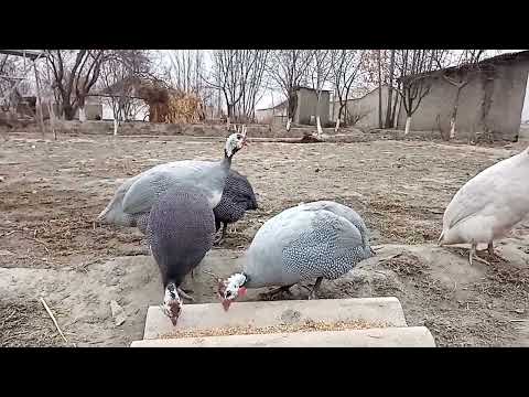 Видео: Цесарка бокиш