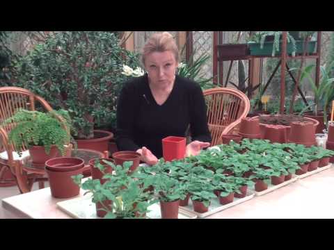 Видео: Петуния, выращиваем без ошибок. Часть5