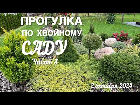 Видео: Прогулка по саду. Новая и круглая клумба, розы. Убрала иву.