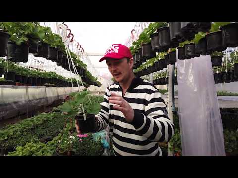 Видео: Заставляем Пеларгонию давать ПОБЕГИ в НУЖНОМ МЕСТЕ.