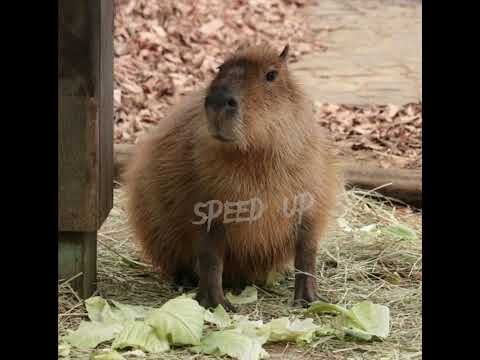 Видео: Шантаж - макс корж / speed up