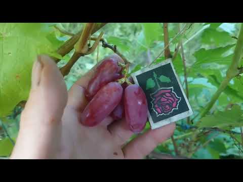 Видео: Виноград Каролина 🍇🍇🍇Калугина В.М.  видео от автора. Новинка винограда 2023.