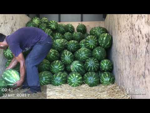 Видео: Арбуз Каристан