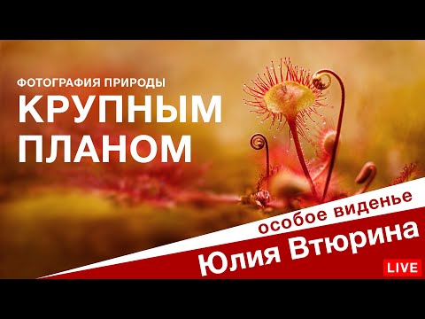 Видео: КРУПНЫМ ПЛАНОМ: Фотография природы, макро, цветы и фактуры. Особый взгляд Юлии Втюриной