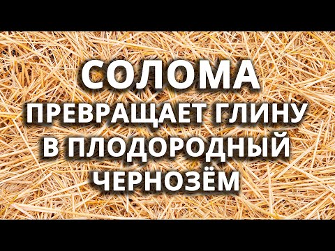 Видео: Это волшебство! СОЛОМА способна превратить глину в плодородный чернозём!